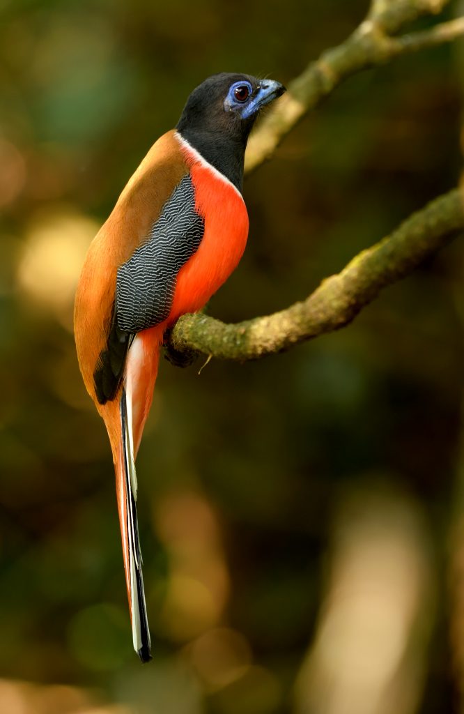 Birding around Bangalore:Best Bird Watching Spots near Bengaluru, Karnataka 1 birding around bangalore - Pet Friendly Homestay Visitor Trogon