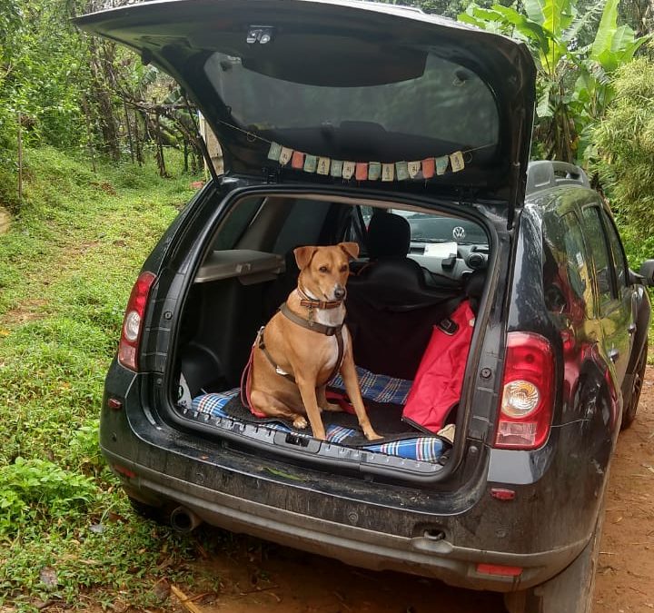 10 Reasons Mugilu is a Top Pet-Friendly Stay Near Bangalore