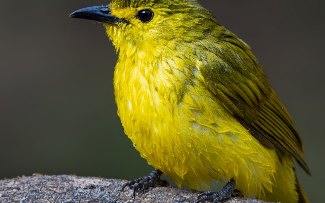 Birding around Bangalore:Best Bird Watching Spots near Bengaluru, Karnataka